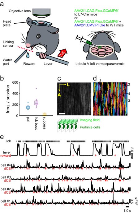 Ikezoe, Hidaka et al., Communications Biology 2023