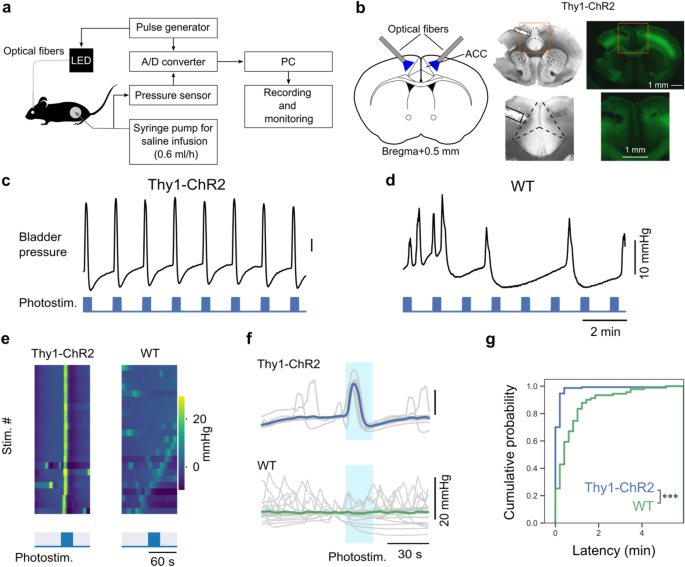Mochizuki et al., Scientific Reports 2024