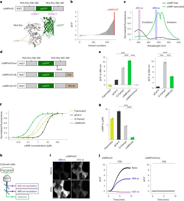 Yokoyama et al., Nature Methods 2024